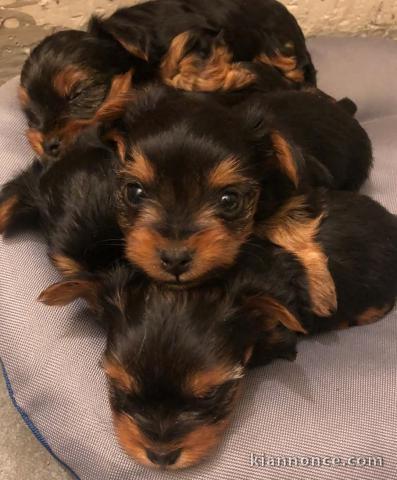 chiot Yorkshire terrier disponible 