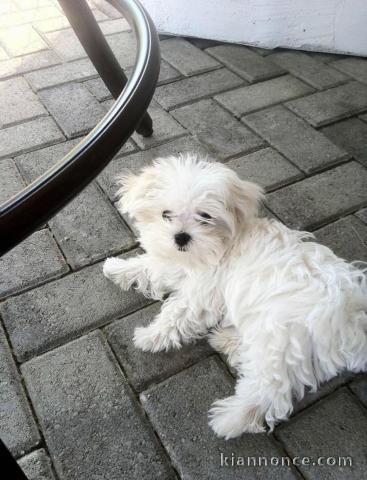 chiot bichon maltais mâle a donner 