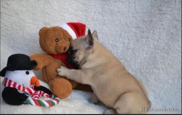 Chiot bouledogue français à donner 