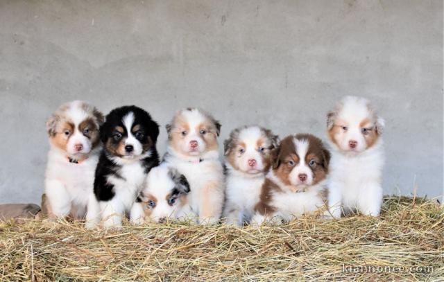 Chiot berger australien disponible pour adoption 