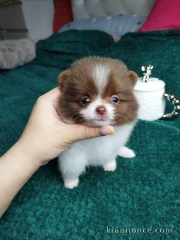 chiot spitz allemand mâle 