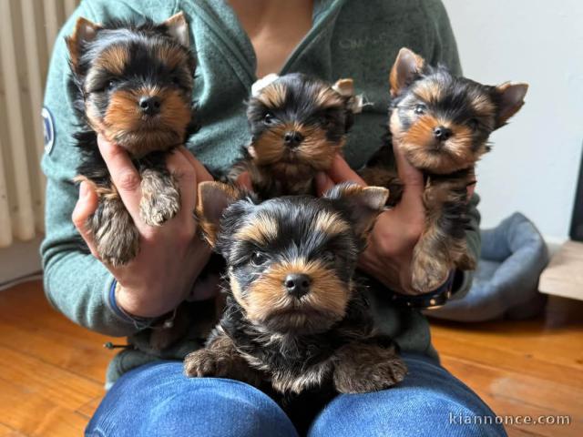 Adoption chiot Yorkshire disponible 
