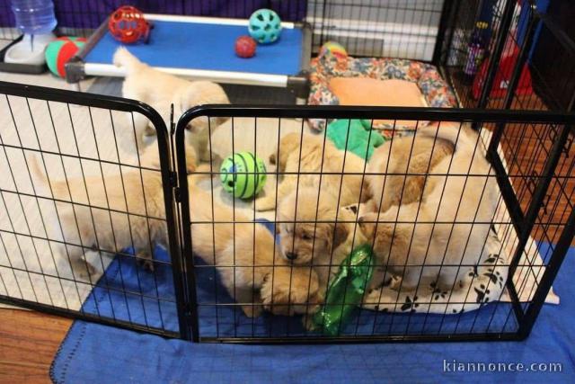 Adoption chiot golden retriever 