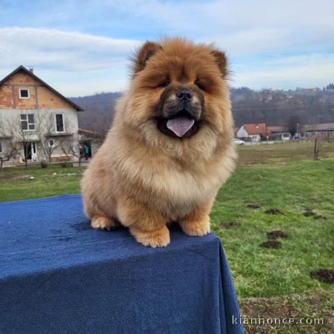 Chiots Chow chow à vendre