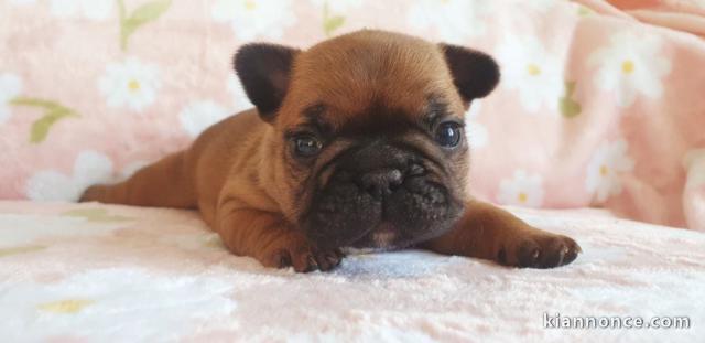 Je donne chiot bouledogue français 