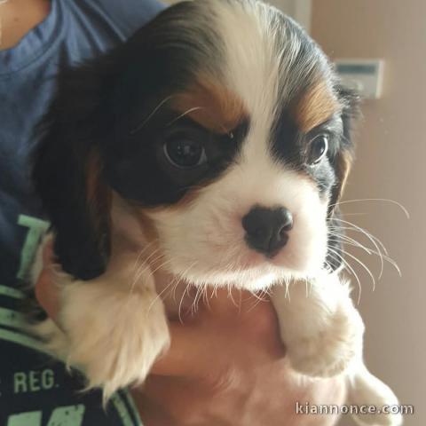 chiot cavalier king charle femelle disponible 