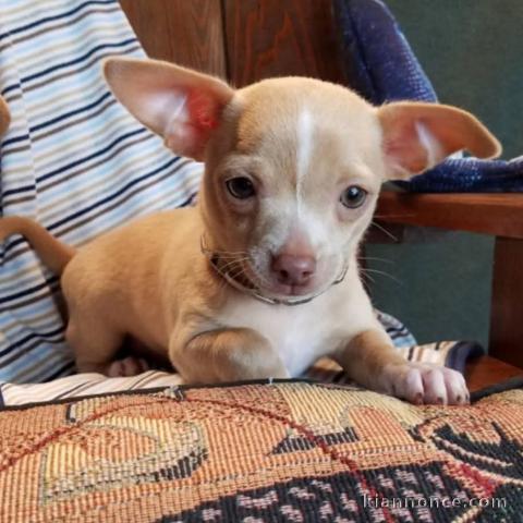 Magnifique chiot chihuahua mâle 