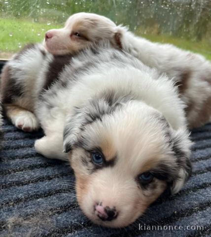 adorable chiot berger australien lof