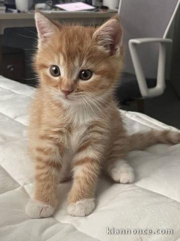Je donne chatons Maine coon 