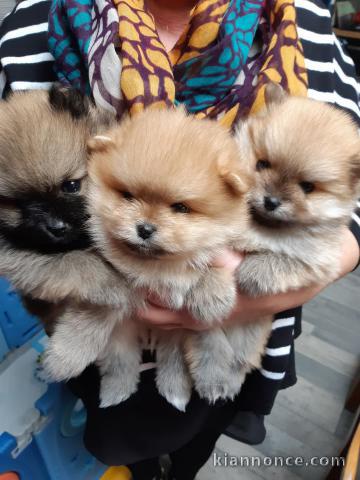 chiots spitz nain disponible 