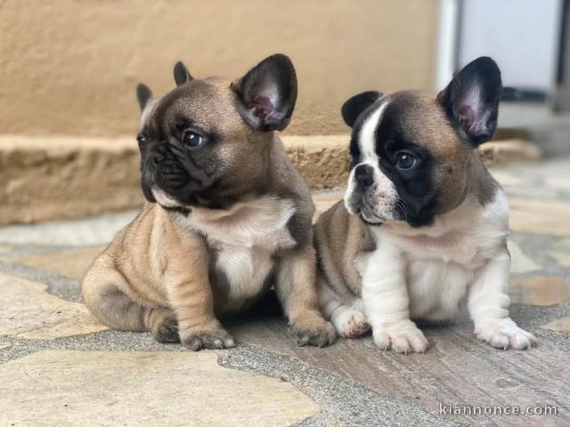 chiot bouledogue français à à donner 