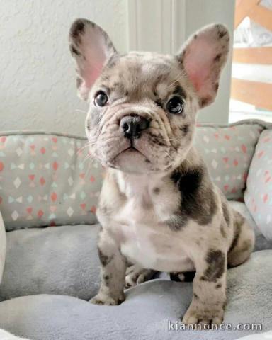 chiot bouledogue français à donner 
