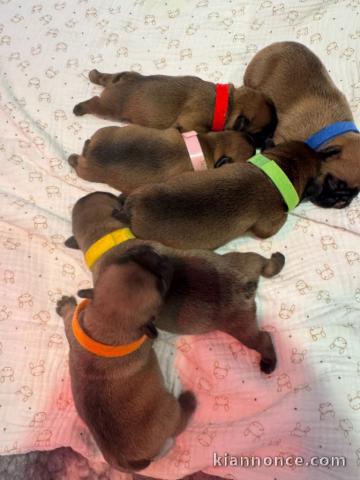 chiot bouledogue français lof