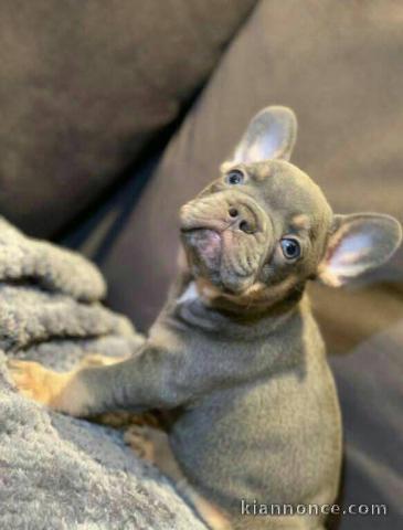 Adorable chiot bouledogue français 