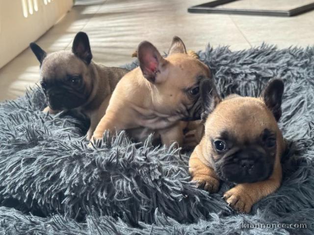 chiot bouledogue français adorable 