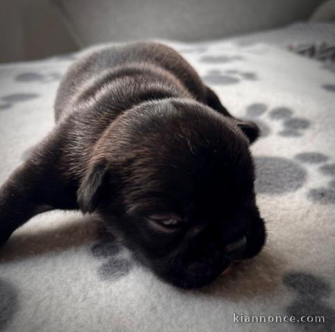 chiot bouledogue français disponible pour adoption 