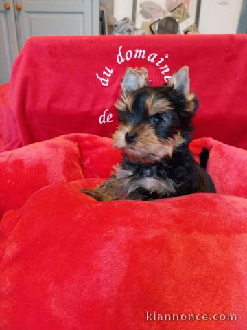 chiot Yorkshire disponible pour adoption 