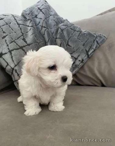 chiot bichon maltais à donner 