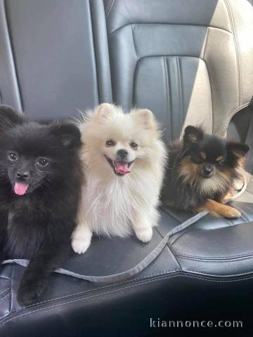 chiot spitz nain femelle 