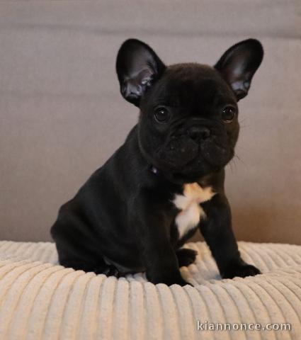 chiot bouledogue français à donner 