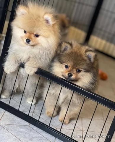 chiot spitz allemand lof 