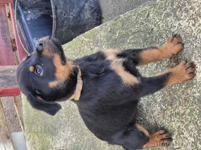 chiot rottweiler à donner 