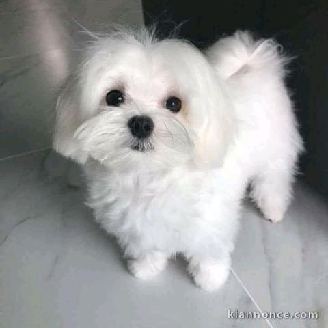 chiot bichon maltais à adopter 