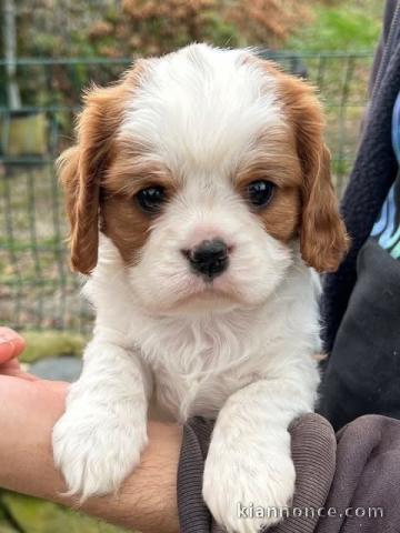 chiot cavalier king charle à donner 
