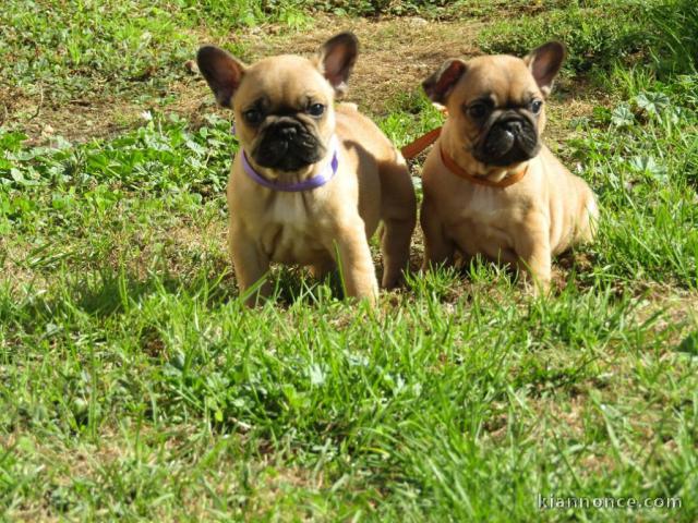 chiot bouledogue français à donner 