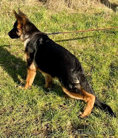 chiot berger allemand lof mâle à donner 