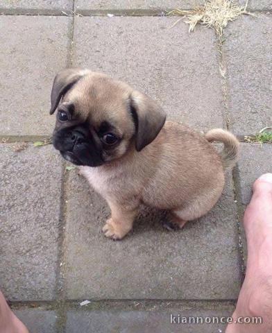 chiot carlin disponible 