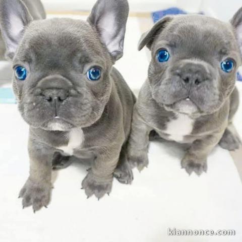 chiot bouledogue français aux yeux bleus 