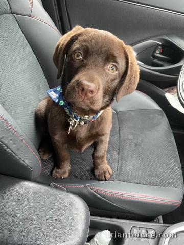 chiot labrador retriever pour adoption 