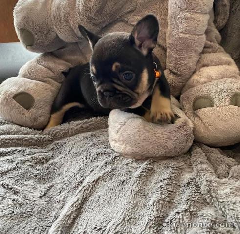 chiot bouledogue français à donner 
