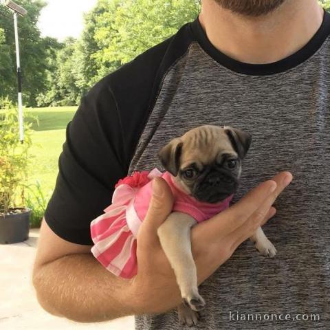 chiot bouledogue français femelle a donner 
