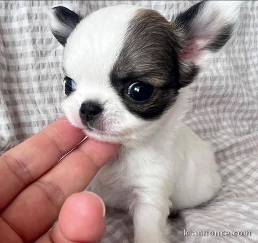 chiot chihuahua à donner 
