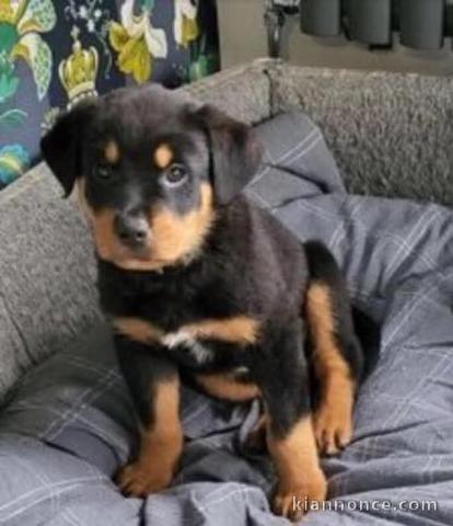 Chiot rottweiler à donner 