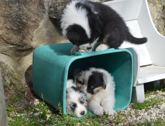chiot berger australien disponible 