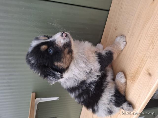 chiot berger australien disponible 