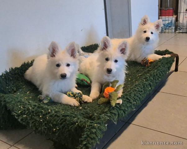 chiot berger blanc suisse lof disponible 
