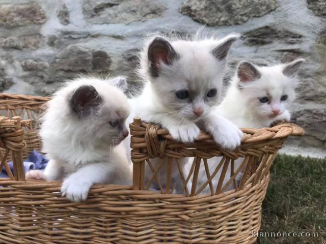 Adorable chaton ragdoll sont disponible 