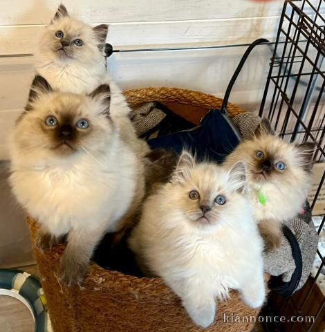 Dons chatons ragdoll disponible 