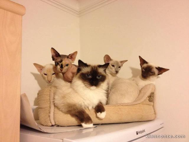 Adoption chatons ragdoll 