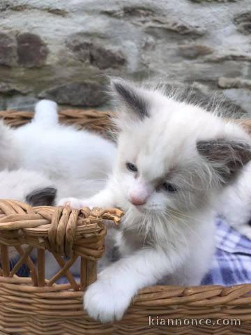 Adoption chatons disponible 