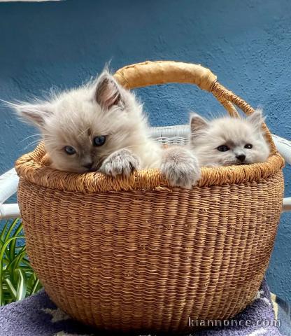 chaton ragdoll disponible pour adoption 