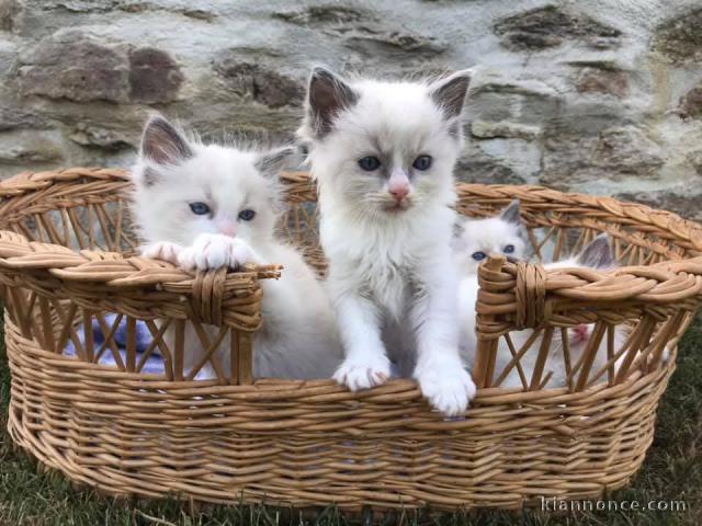 Adoption chatons ragdoll magnifique 