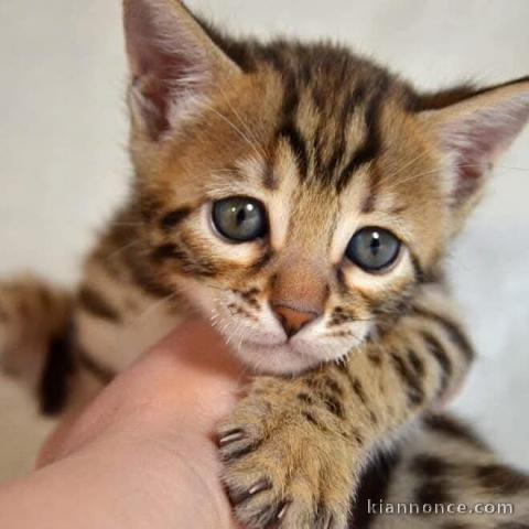 chaton Bengal pour adoption 