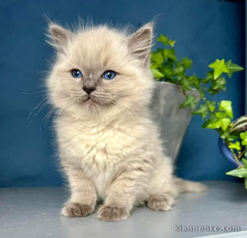 chaton ragdoll femelle à donner 