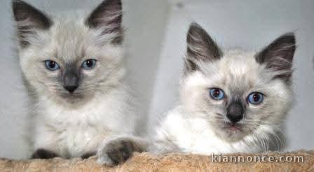 chaton ragdoll femelle à donner 