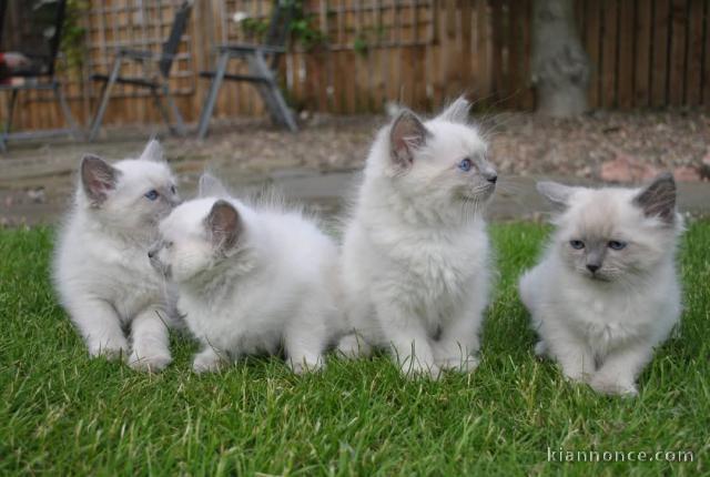 chaton ragdoll femelle à donner 
